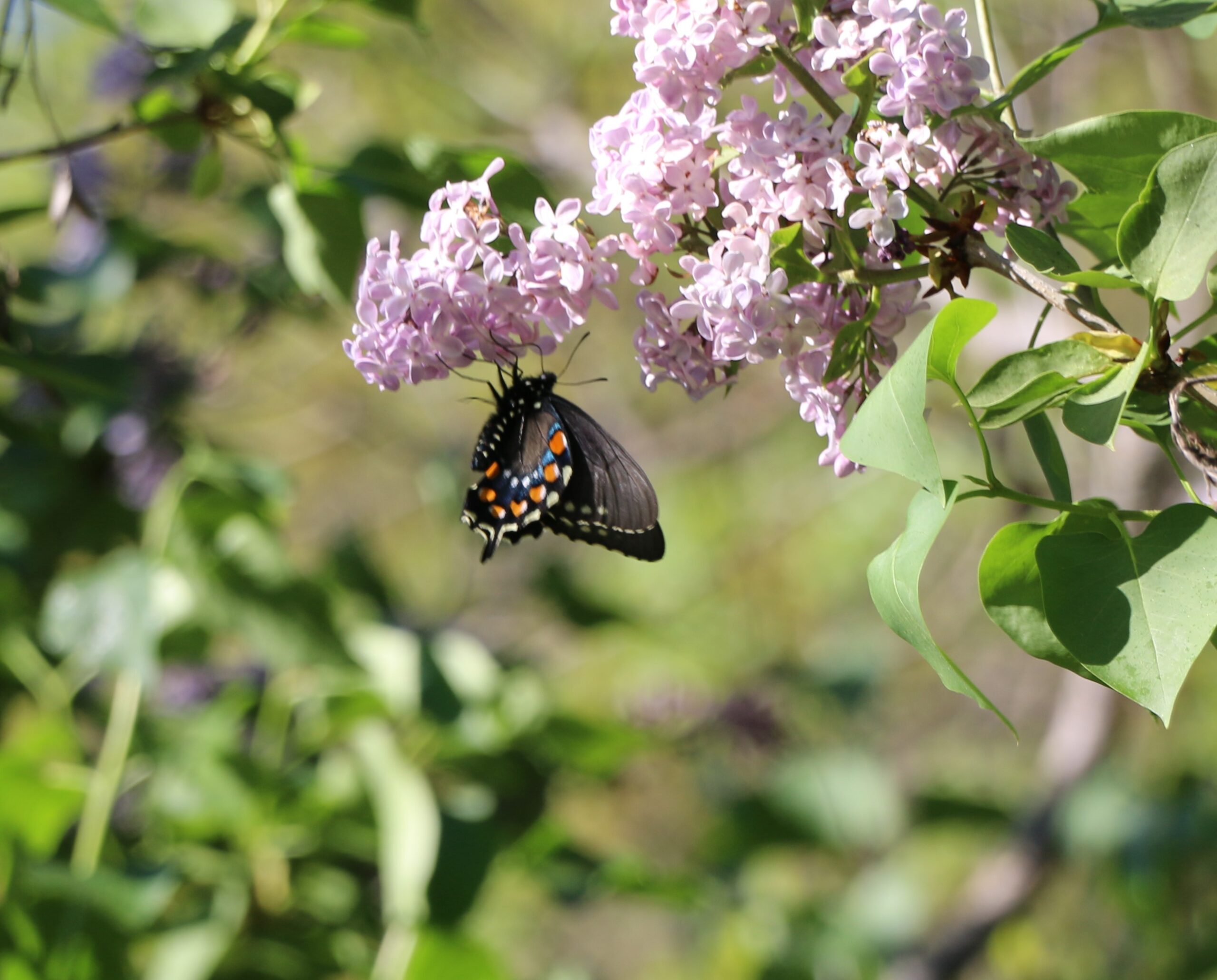 The Pipevine Swallowtail