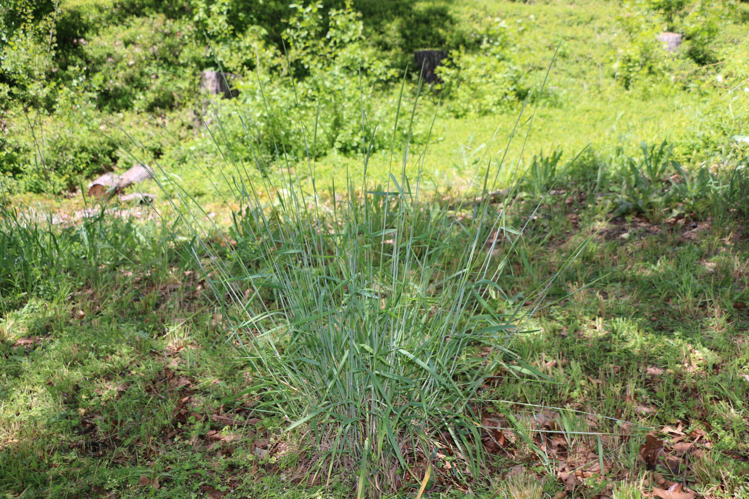 Native Grasses for the Garden